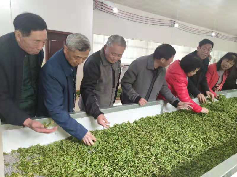 岳阳文化界助力白石国家黄茶示范园发展