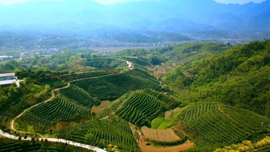 《临湘新闻》2024年1月8日“白石茶业被认定为高新技术企业”