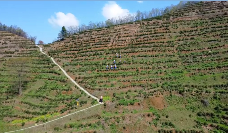 上春山 采春茶，白石春茶抢“鲜”开采