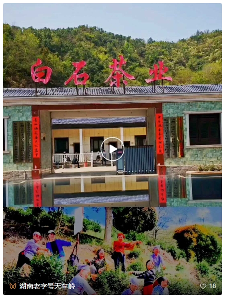 江南春天美视频 || 临湘老年大学白石茶园采风