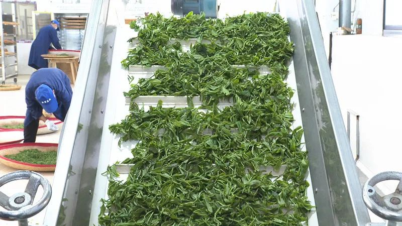 白石茶业：茶飘香 采制忙
