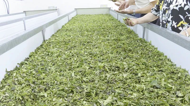 中国茶叶企业产品品牌价值评估结果揭晓：我市白石茶业“天车岭”品牌价值1.43亿元