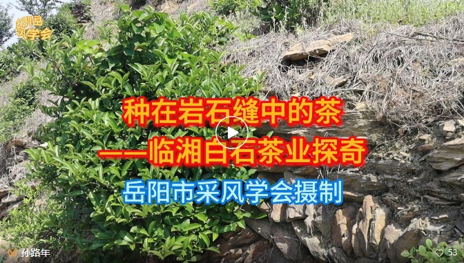 孙路年视频 || 种在岩石缝中的茶