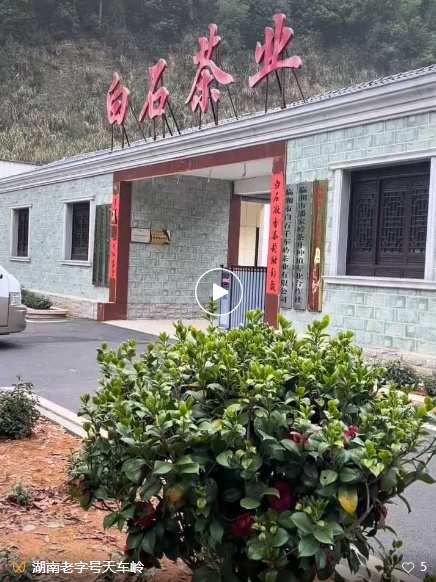 视频 ‖ 小记者在白石茶园采茶记