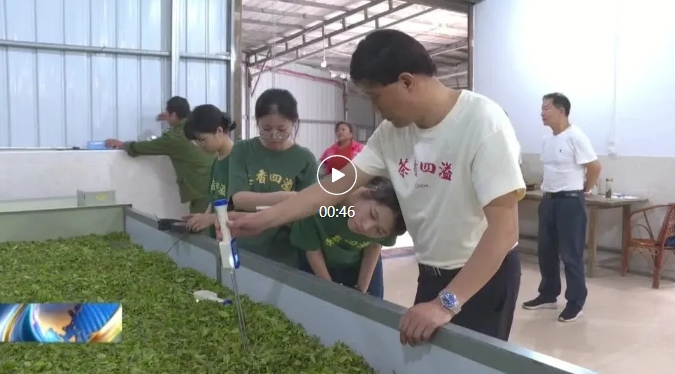 视频 || 临湘新闻·湖南农大专家团走进白石茶园 助力黄茶工艺升级
