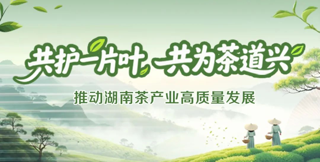 专家学者把脉问诊湘茶产业，科技赋能，绿叶变金叶