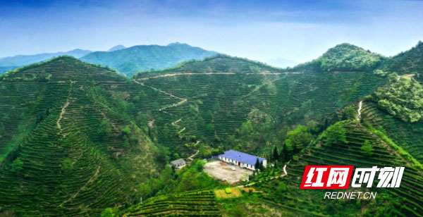 红网时刻 || 临湘白石毛尖——天梯茶山上的岩韵花香