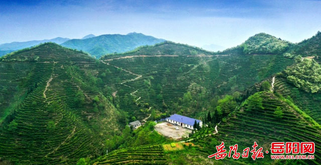 岳阳日报 || 天梯茶山上的岩韵花香